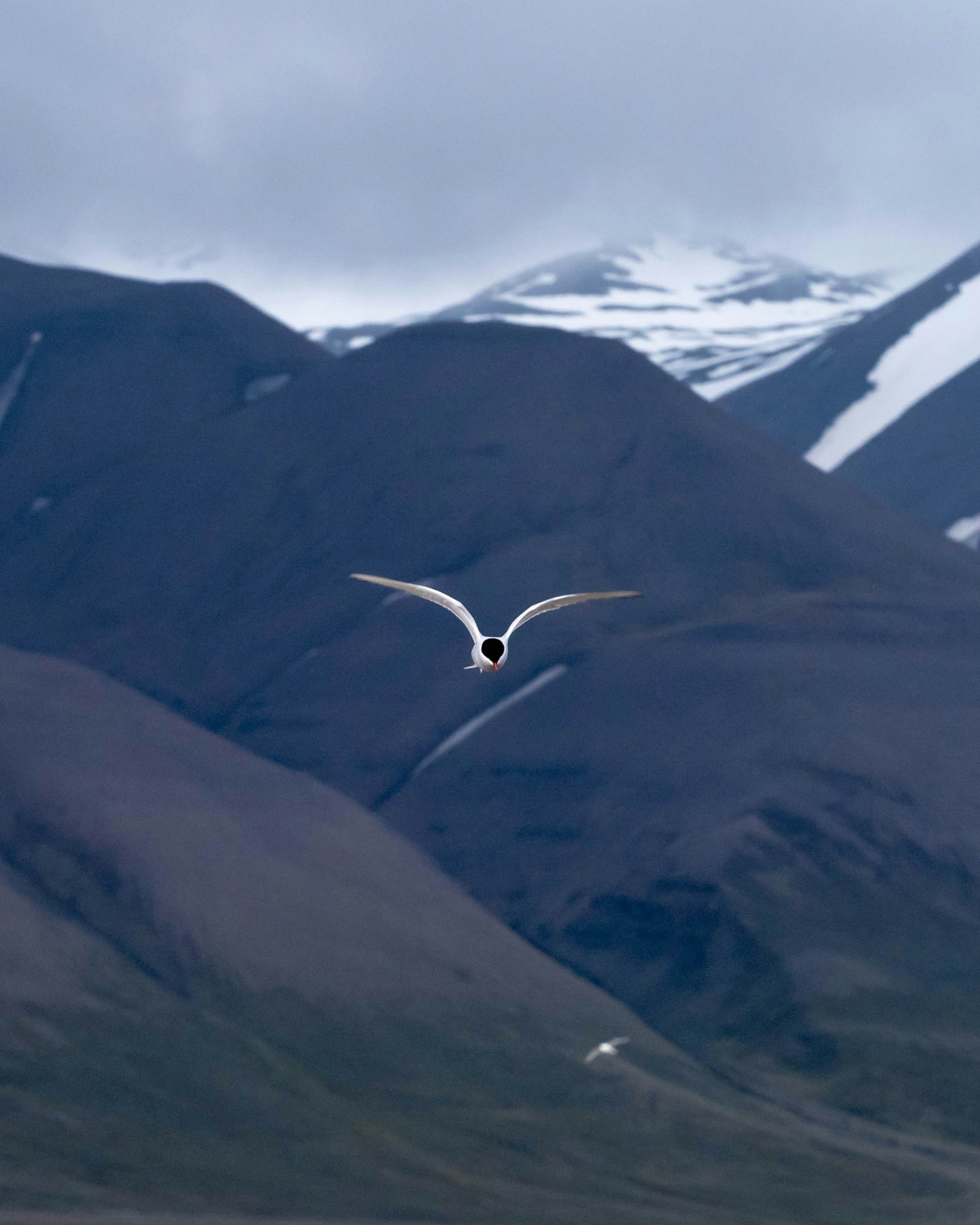 Arctic tern flying above Svalbard, Longyearbyen, Norway