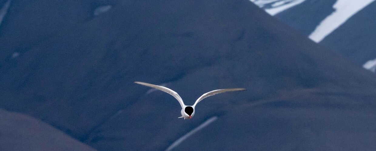 Arctic tern flying above Svalbard, Longyearbyen, Norway